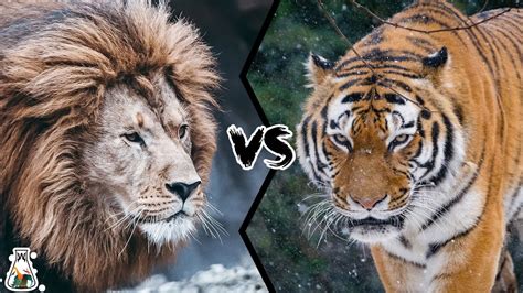 barbary lion vs siberian tiger.